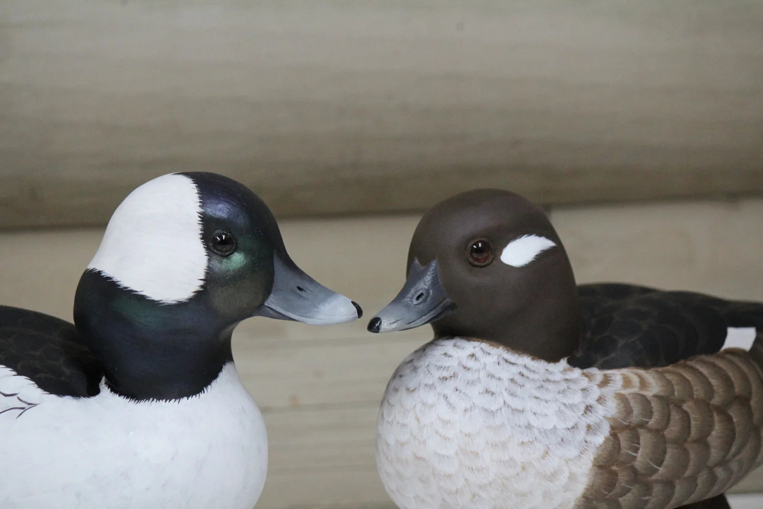 Buffleheads