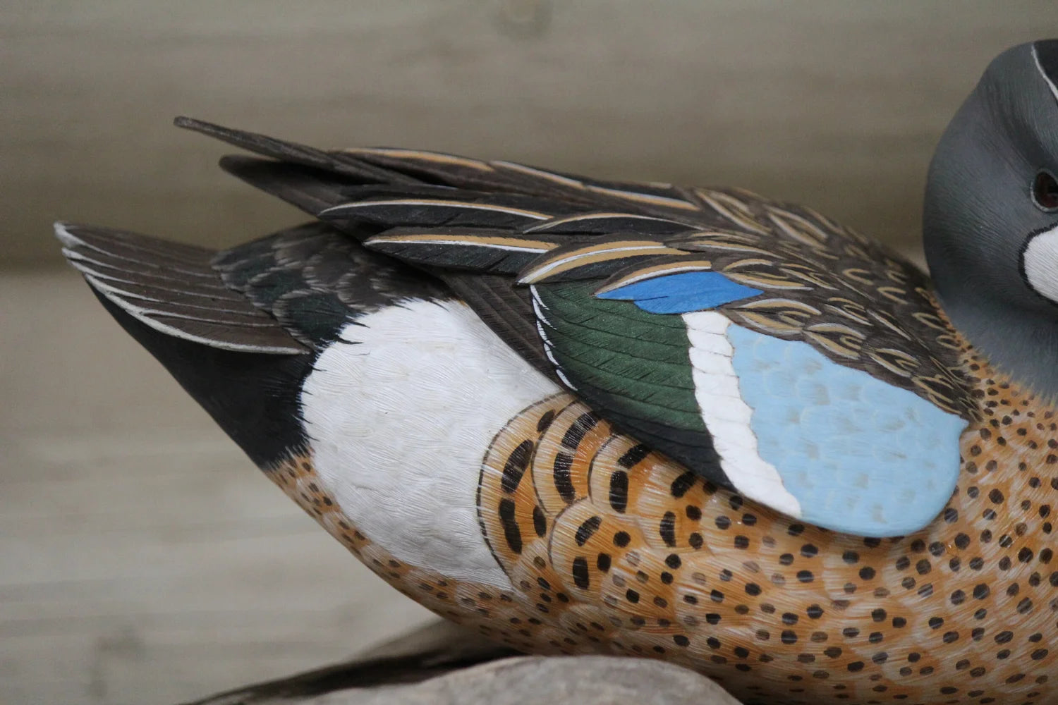 Blue Winged Teal