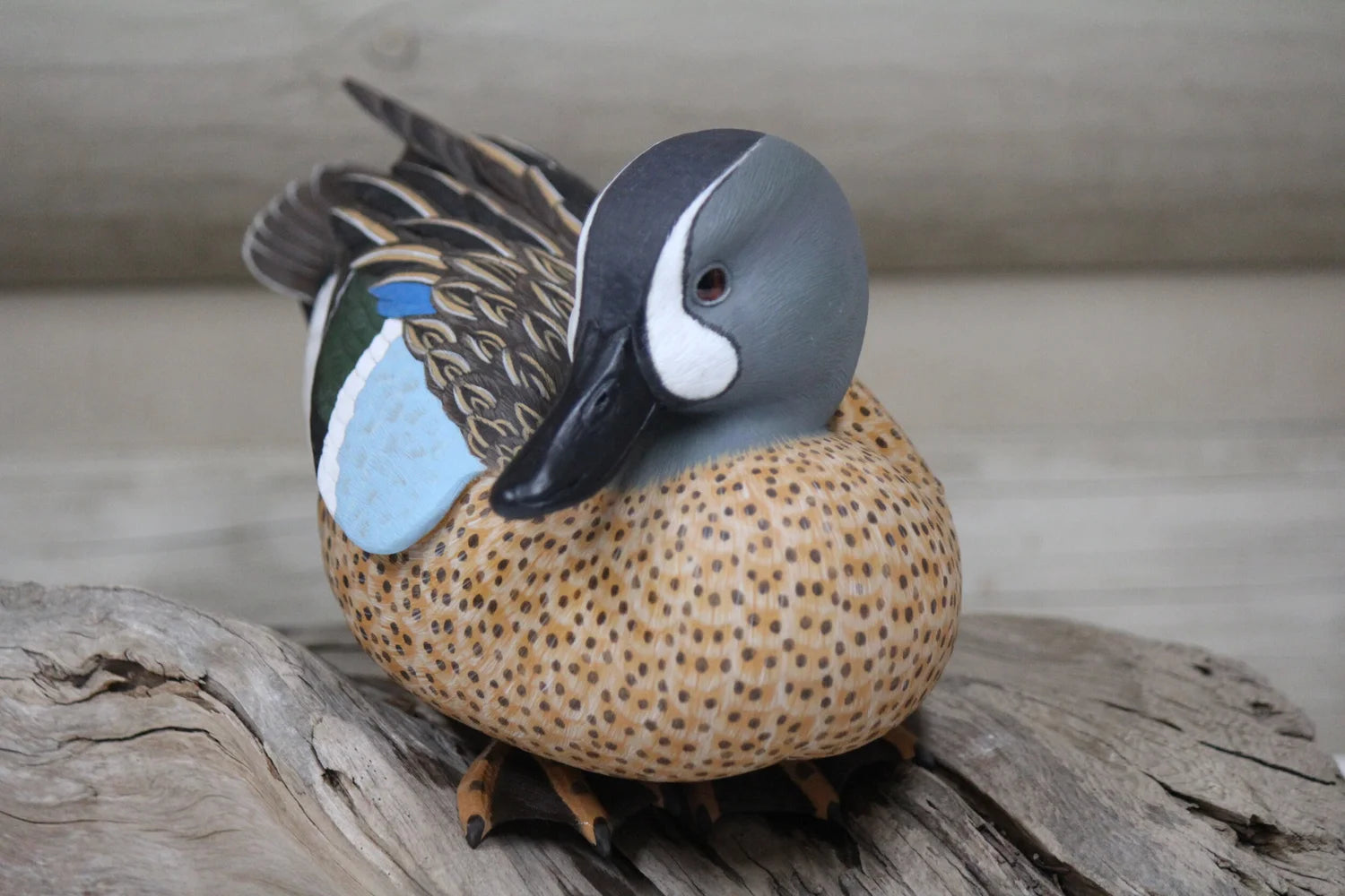 Blue Winged Teal