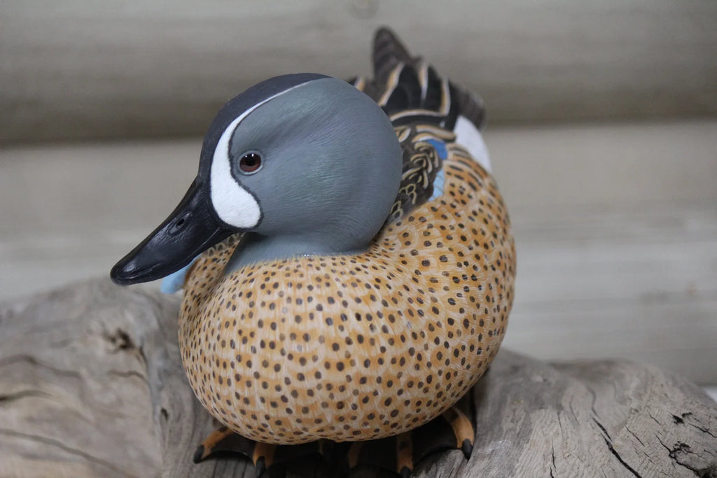 Blue Winged Teal