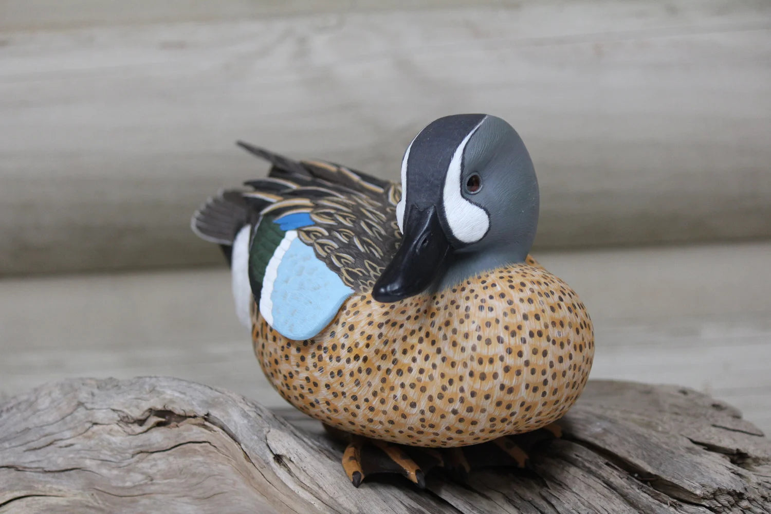 Blue Winged Teal