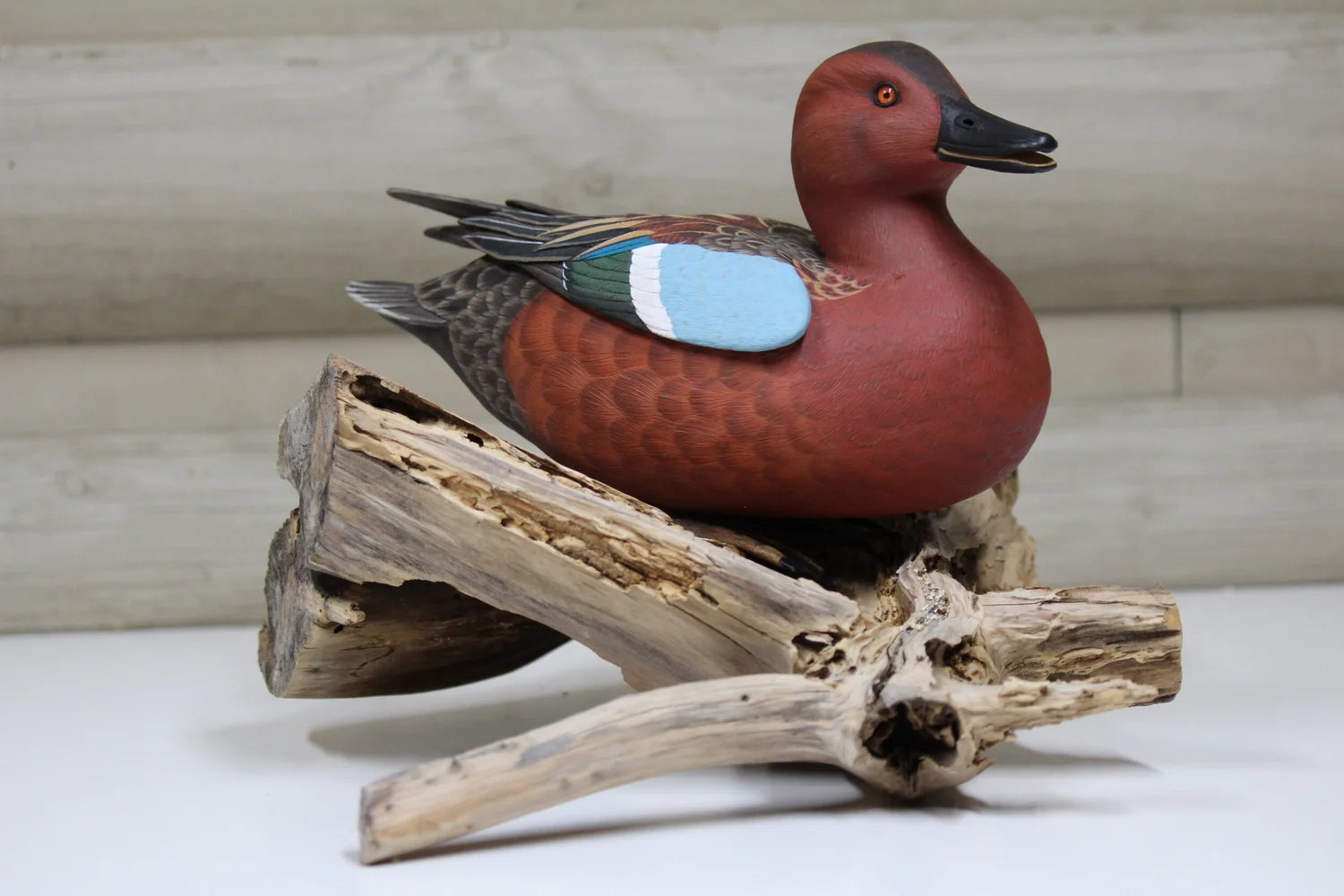 Cinnamon Teal