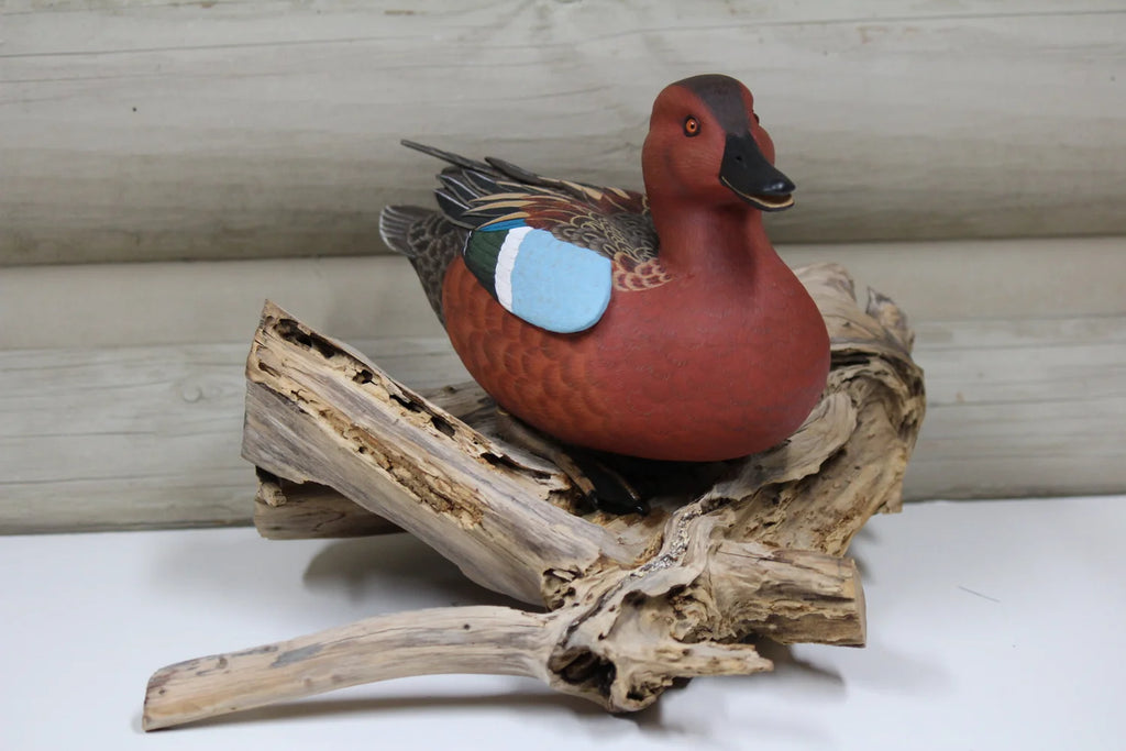 Cinnamon Teal