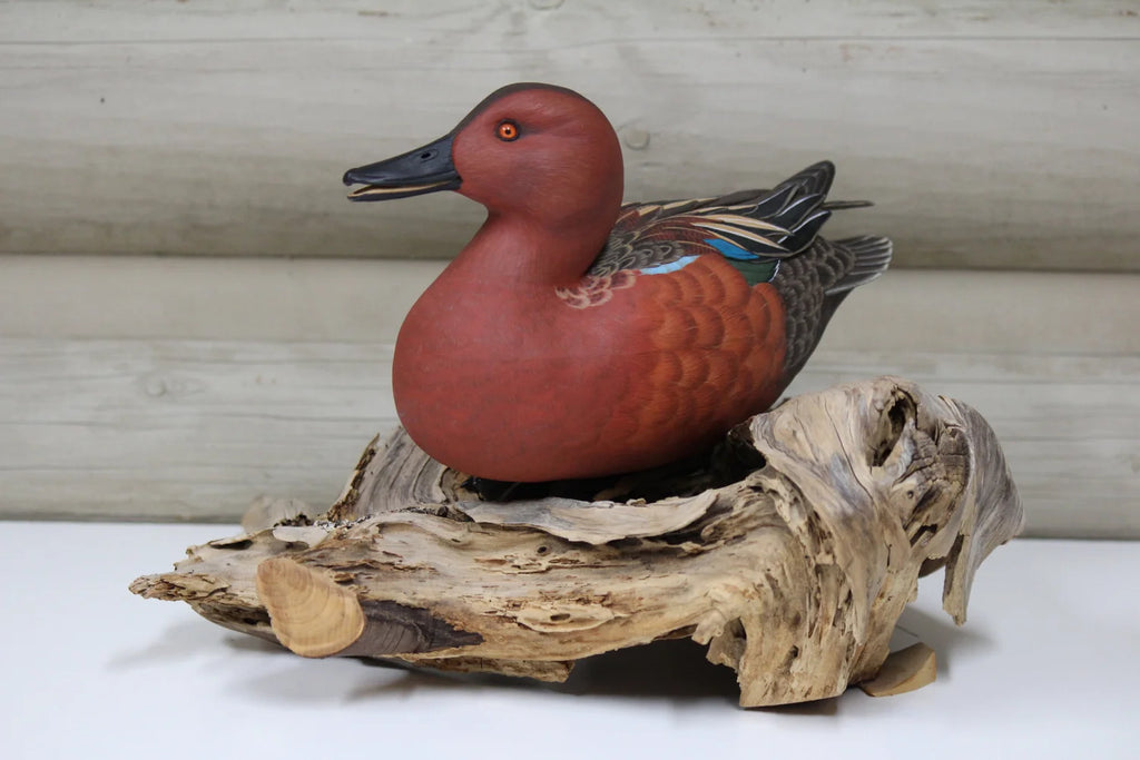 Cinnamon Teal