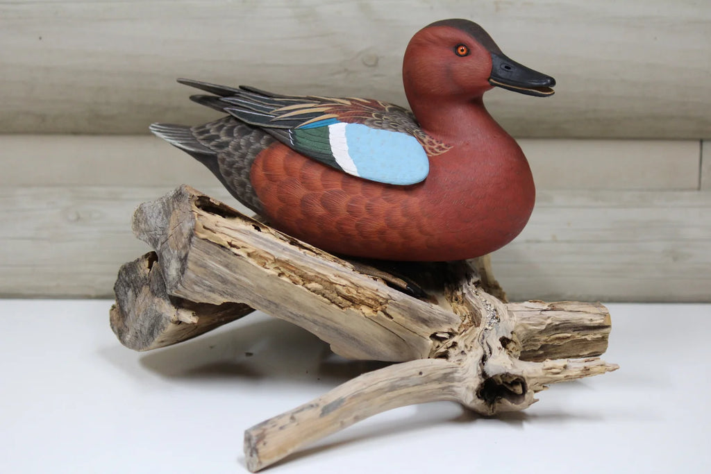 Cinnamon Teal