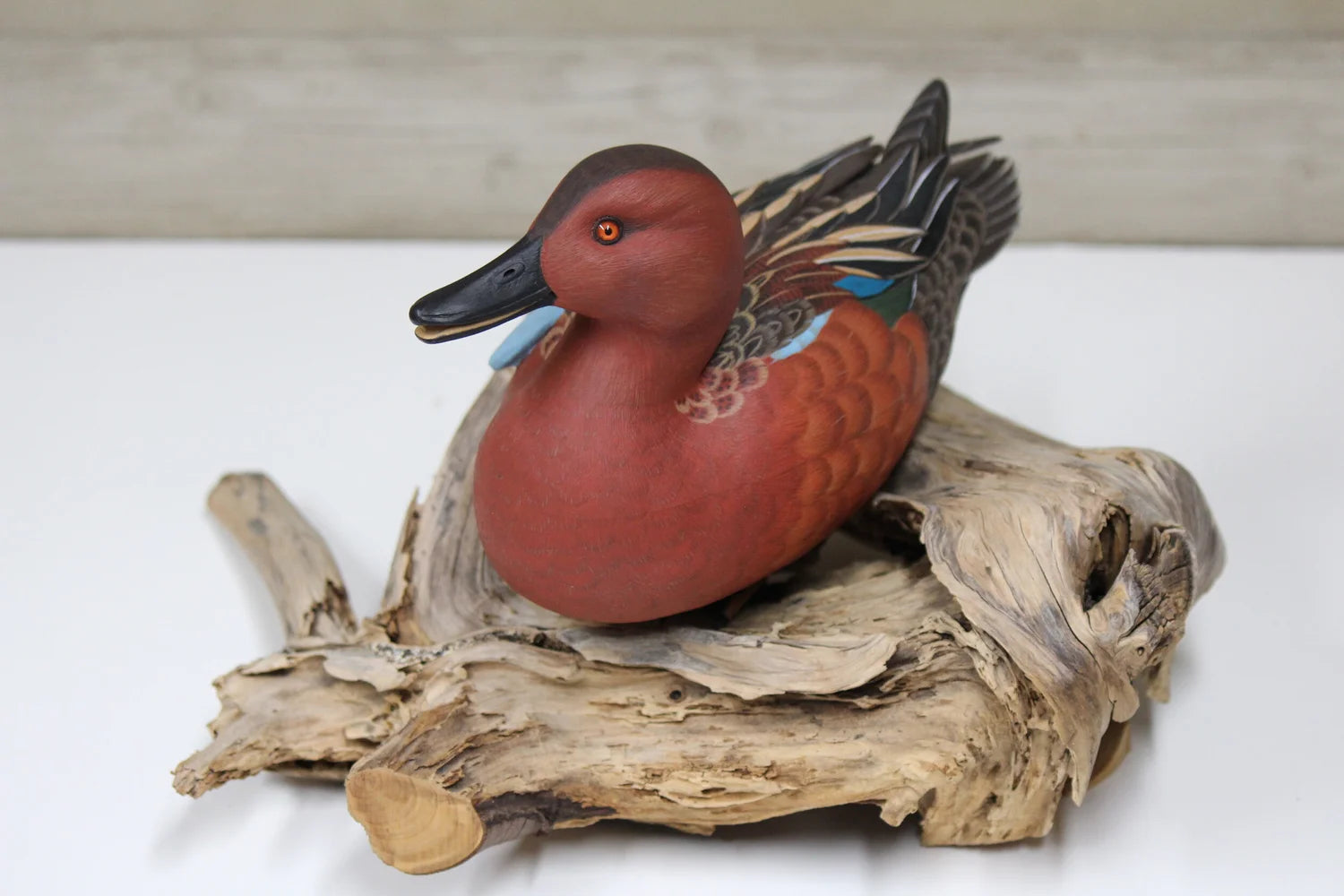 Cinnamon Teal