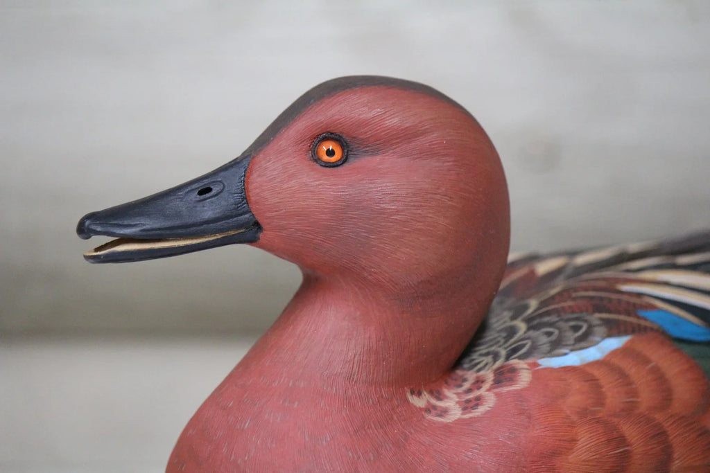 Cinnamon Teal