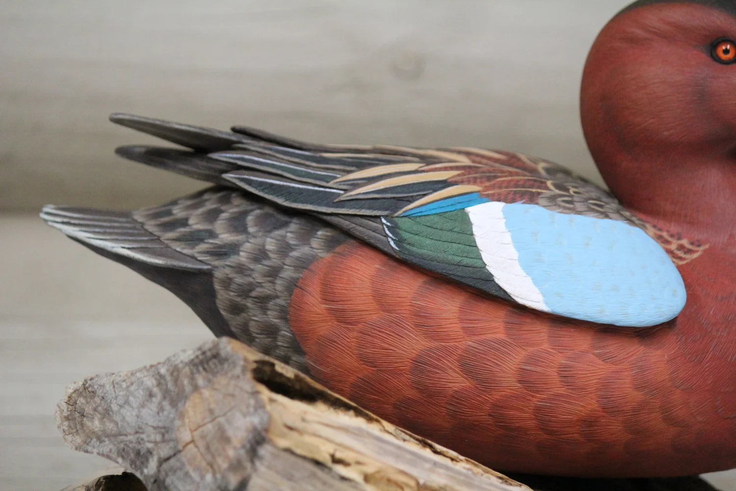 Cinnamon Teal