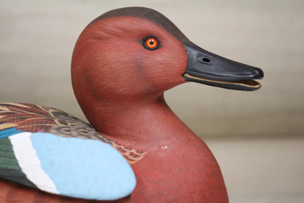 Cinnamon Teal