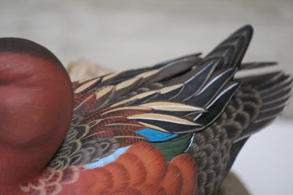 Cinnamon Teal