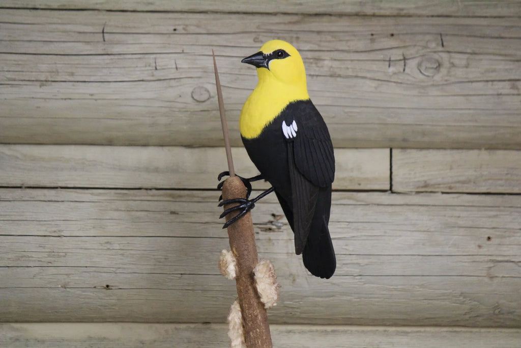 Yellow Headed Blackbird