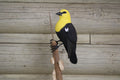Yellow Headed Blackbird