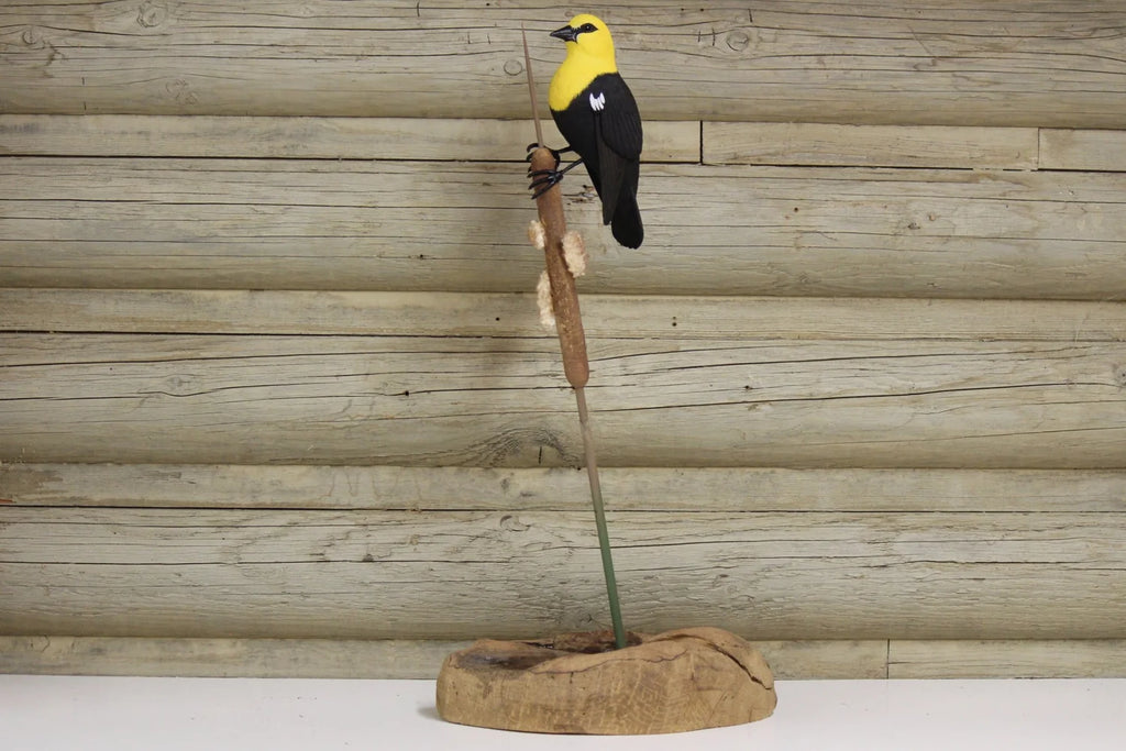 Yellow Headed Blackbird