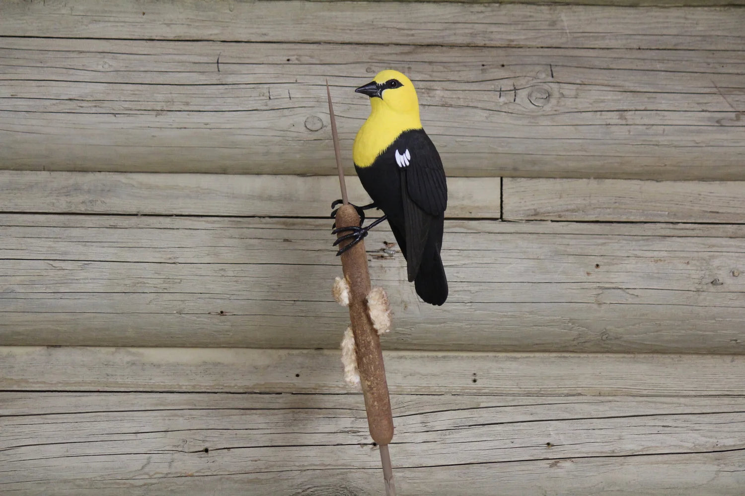 Yellow Headed Blackbird