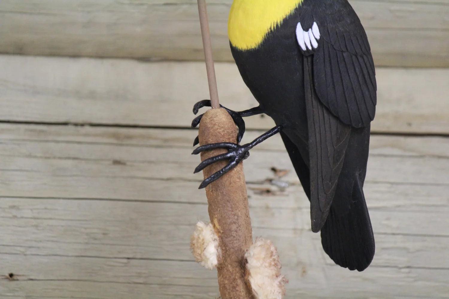 Yellow Headed Blackbird
