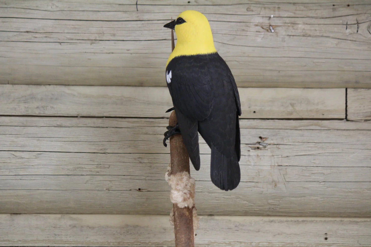 Yellow Headed Blackbird