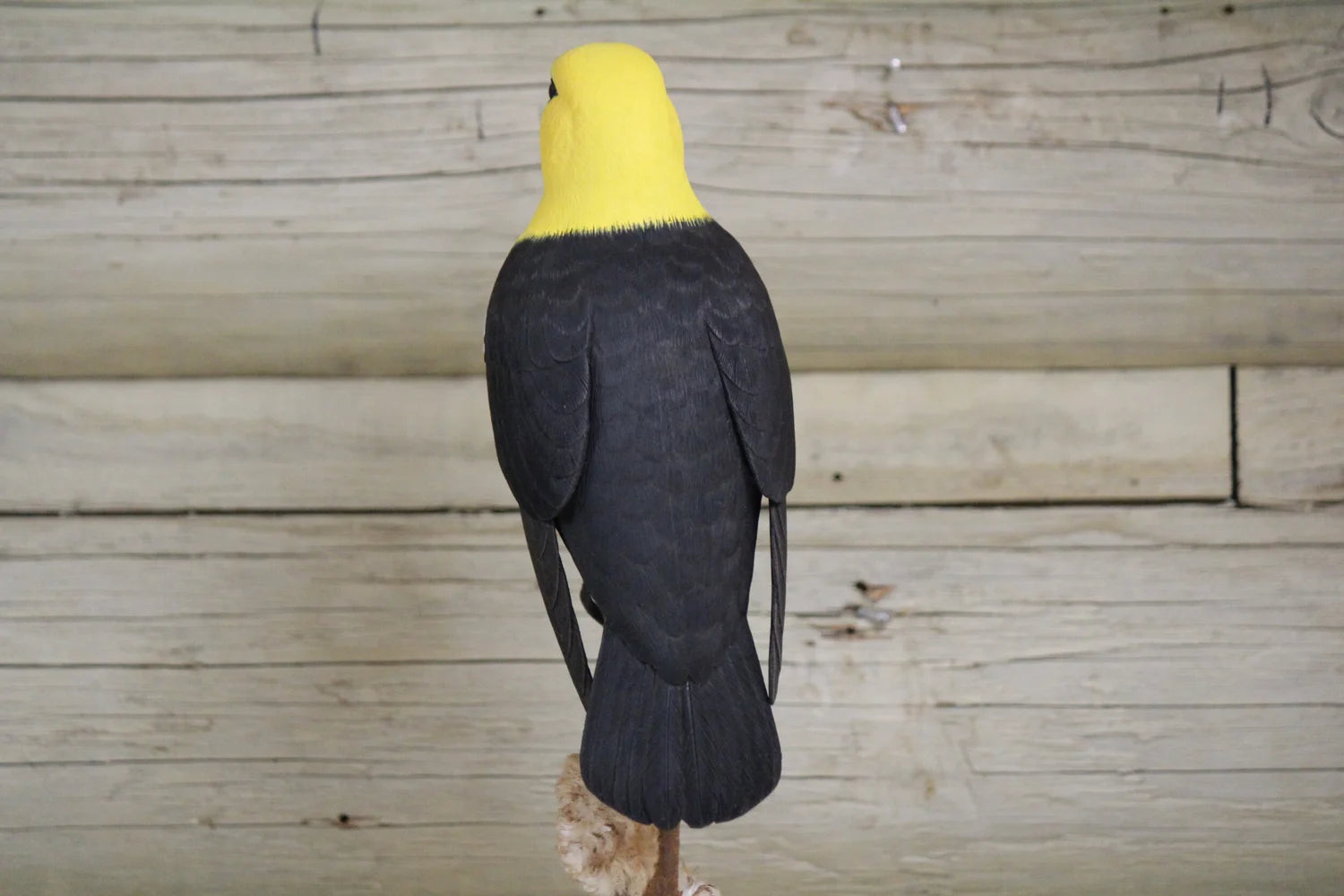 Yellow Headed Blackbird