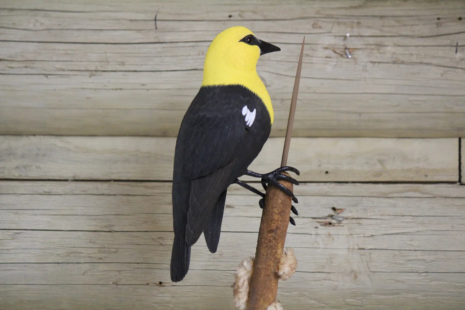 Yellow Headed Blackbird