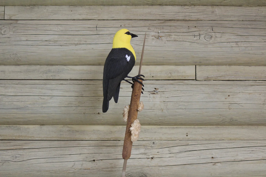 Yellow Headed Blackbird