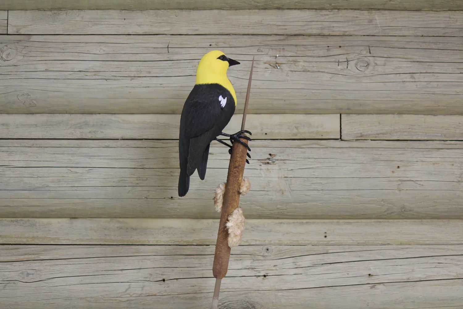 Yellow Headed Blackbird