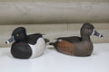 Ring Necks