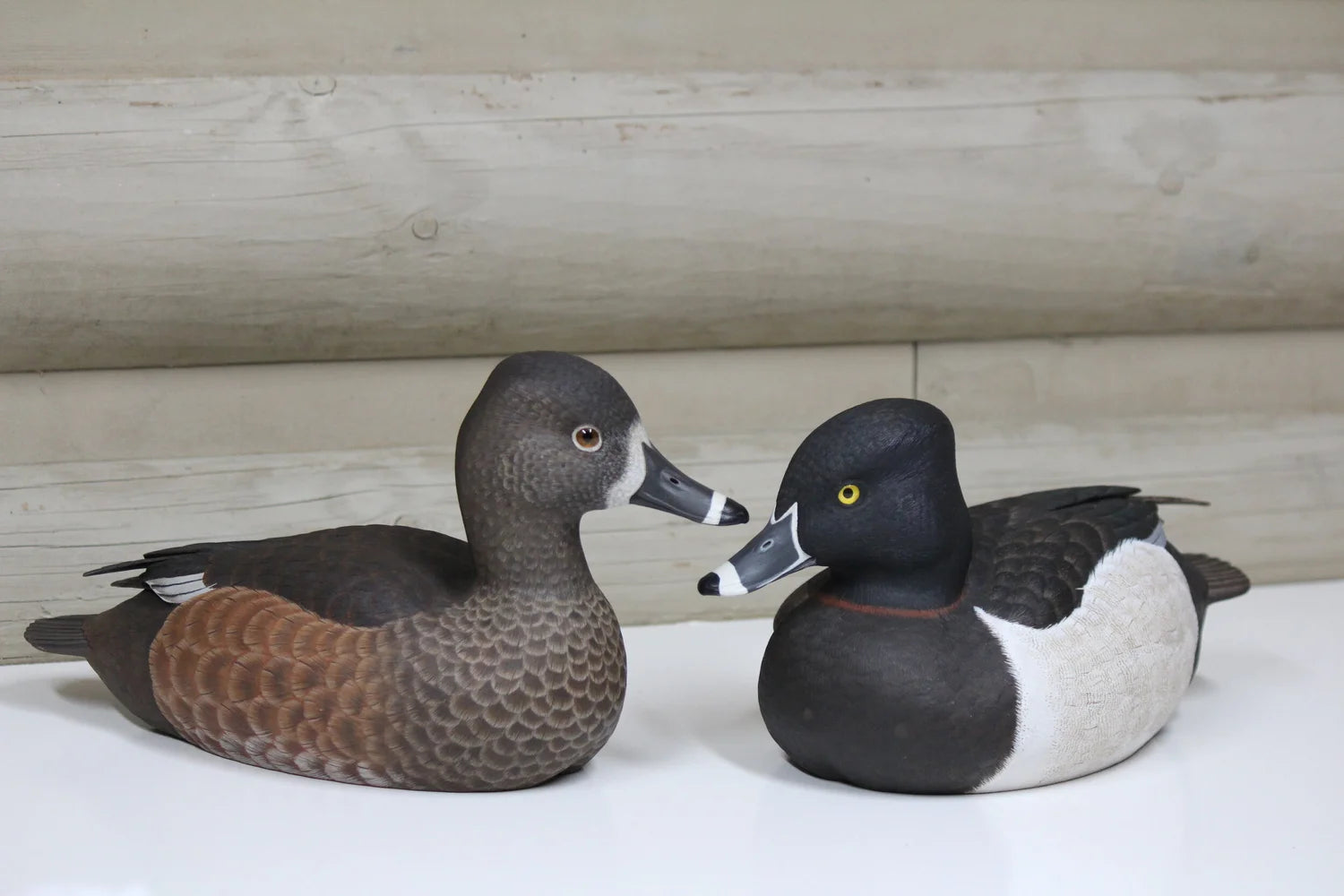 Ring Necks