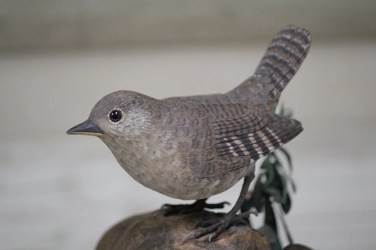 House Wren