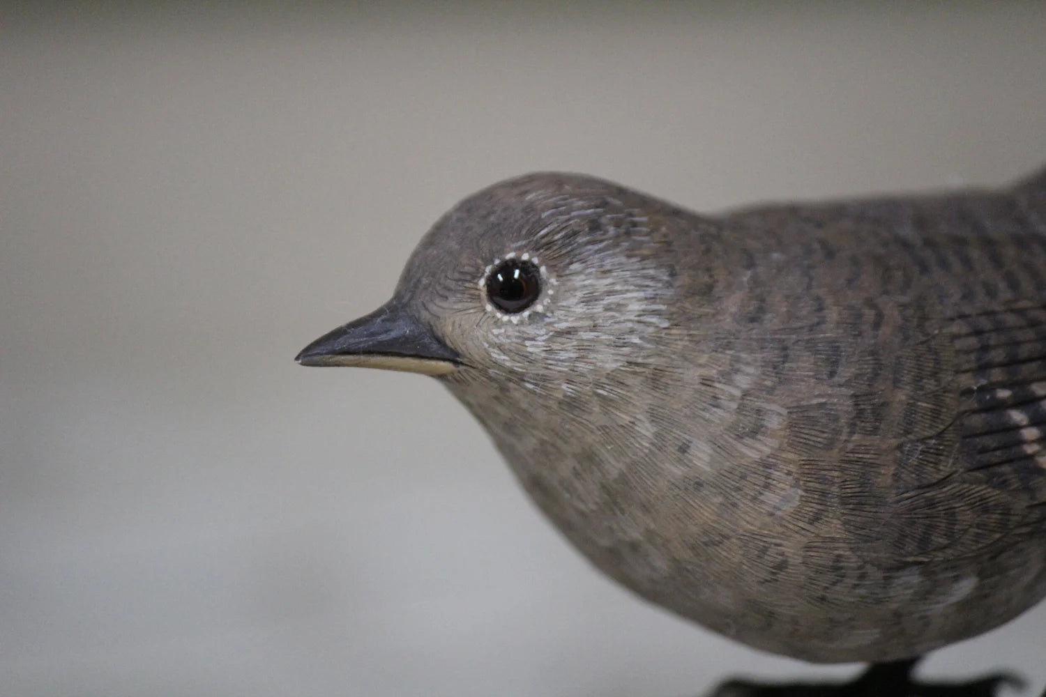 House Wren
