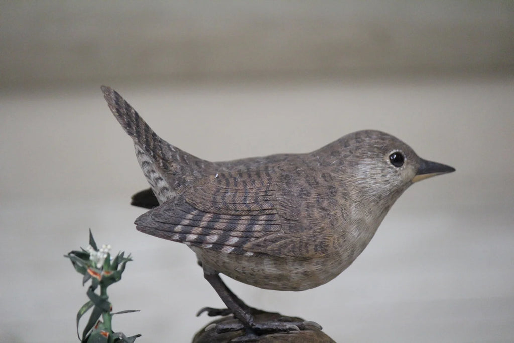 House Wren