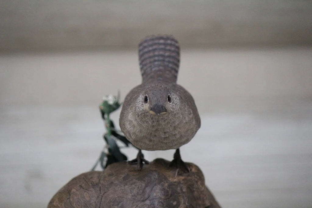 House Wren