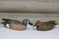 Blue Winged Teals