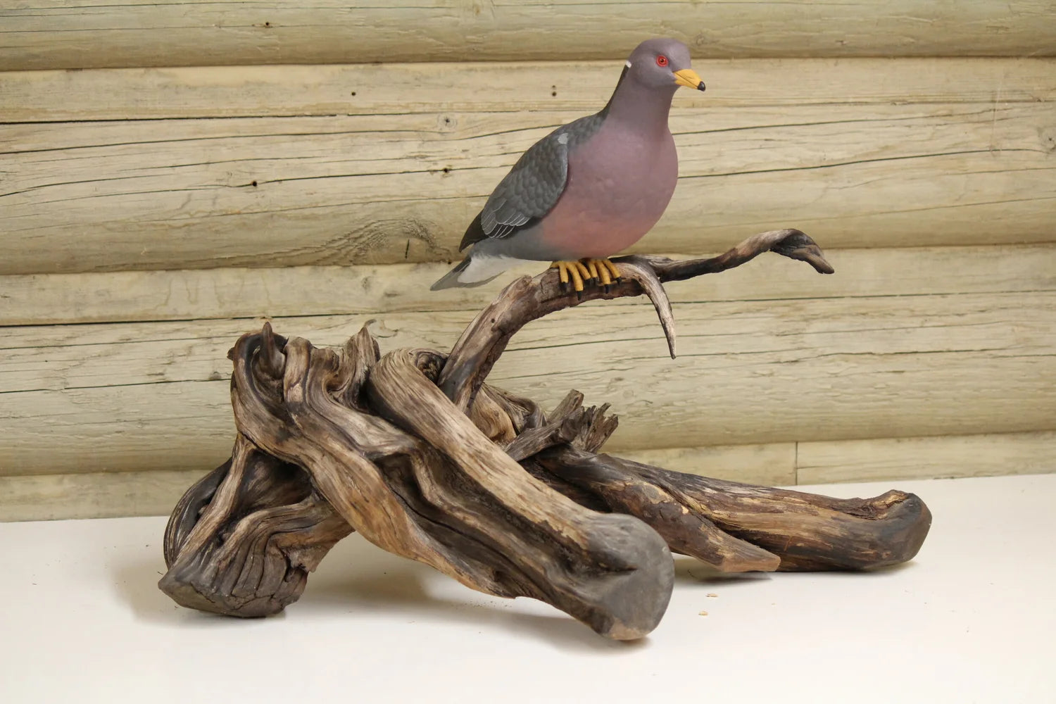 Pigeon