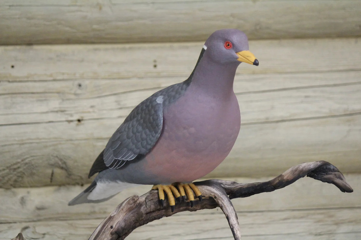 Pigeon