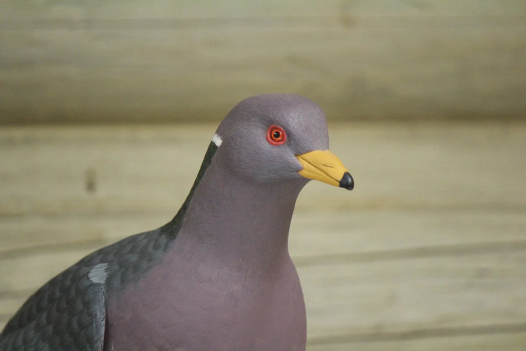 Pigeon