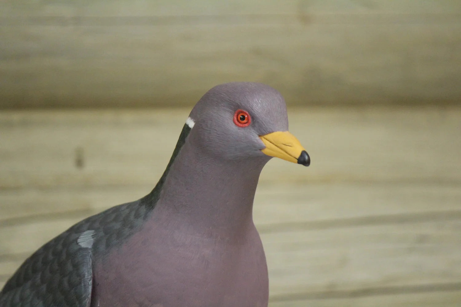 Pigeon