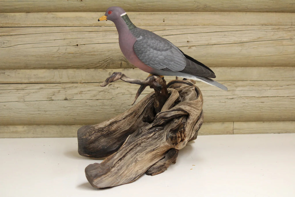 Pigeon