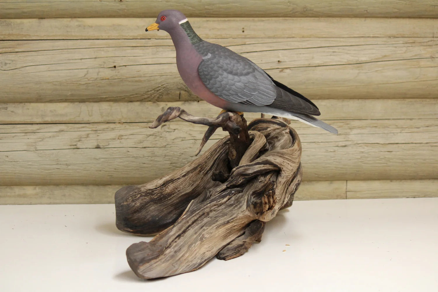 Pigeon