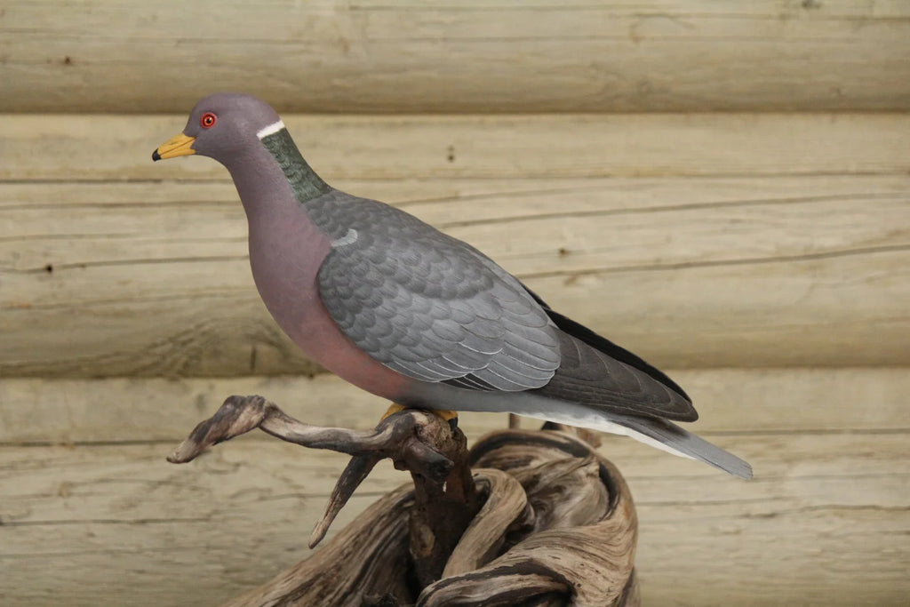Pigeon