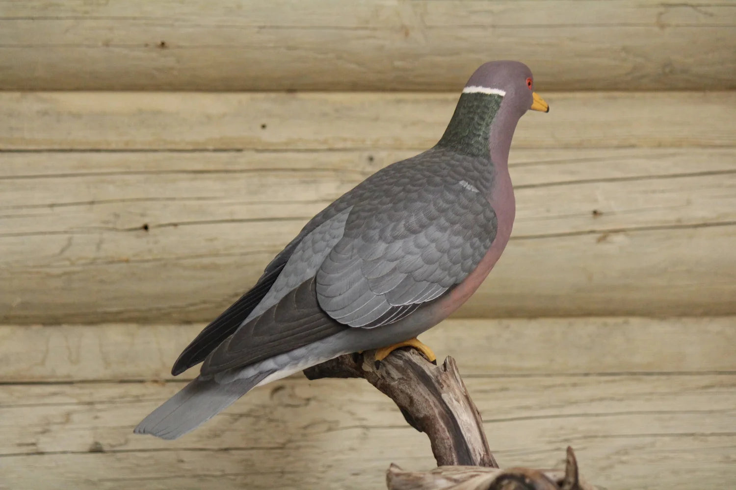Pigeon