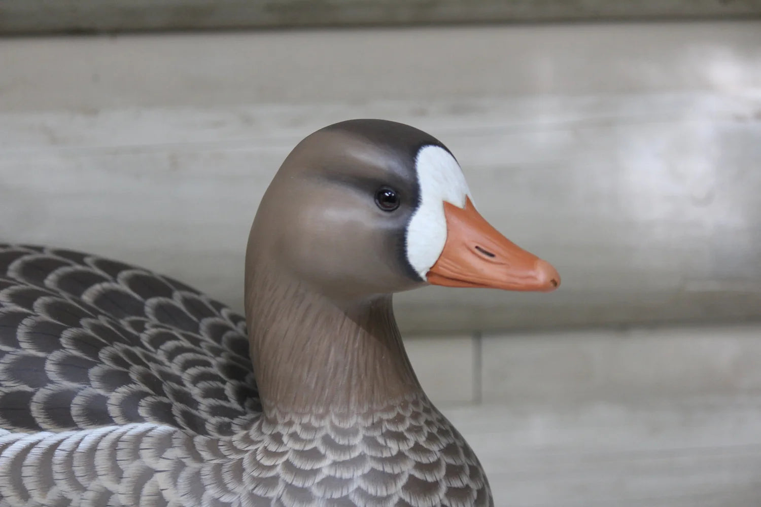 Specklebelly Goose