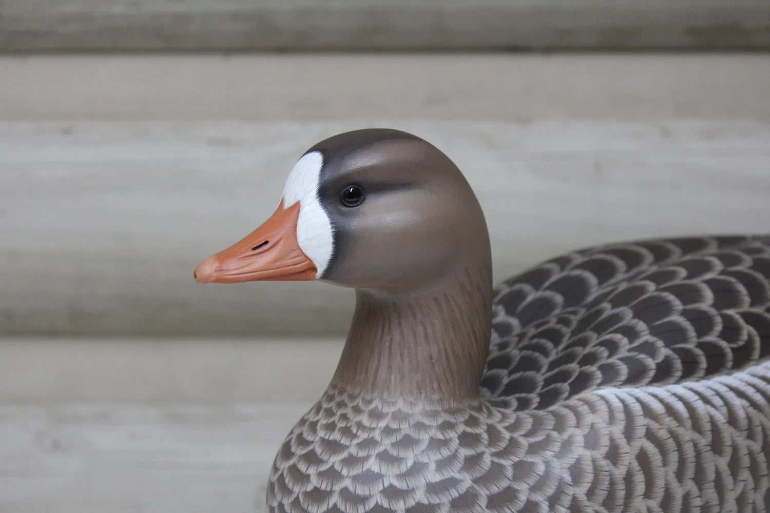 Specklebelly Goose