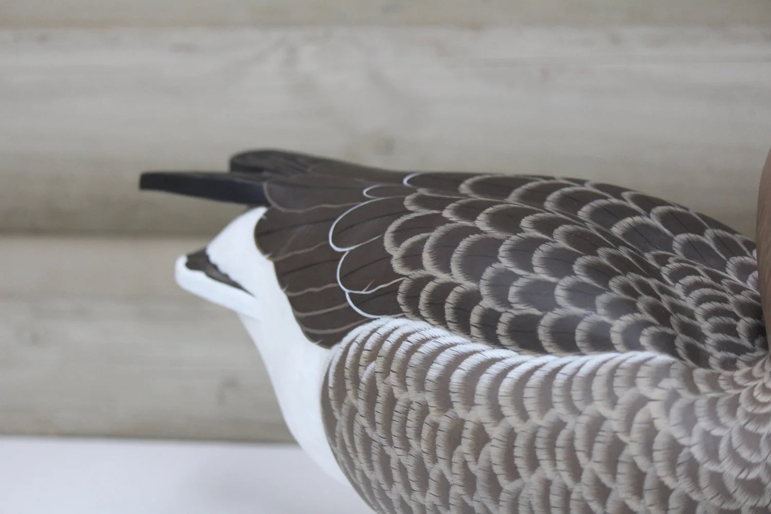 Specklebelly Goose