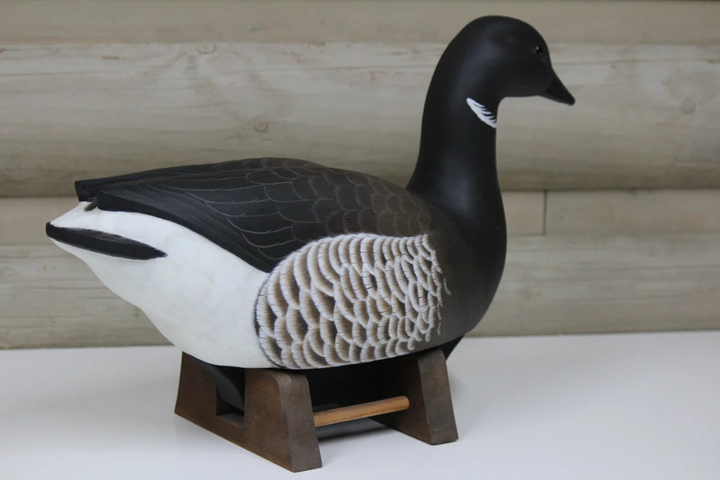 Pacific Brant