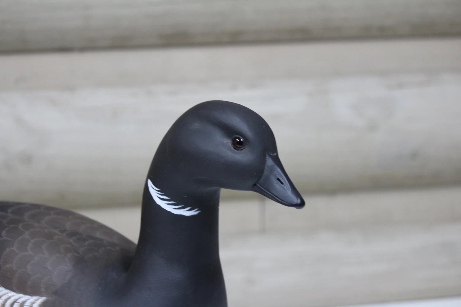 Pacific Brant