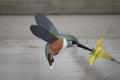 Hummingbird