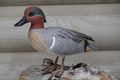 Green-winged Teal Drake