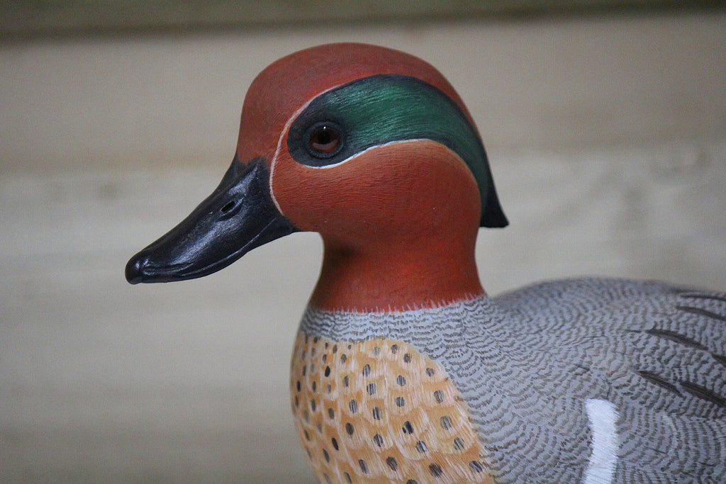 Green-winged Teal Drake