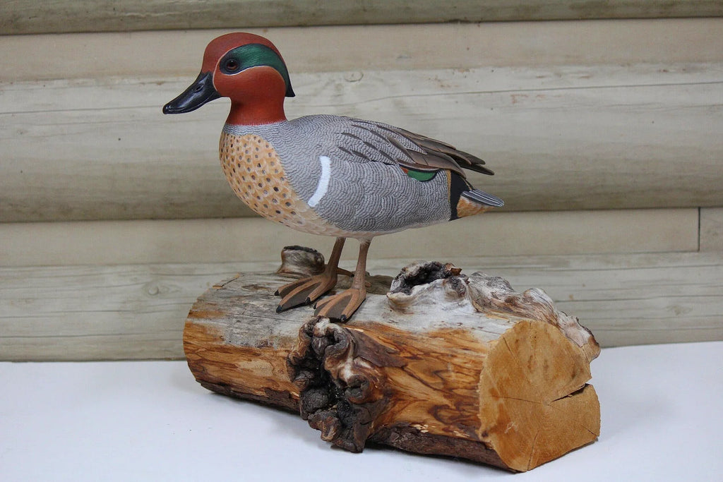 Green-winged Teal Drake