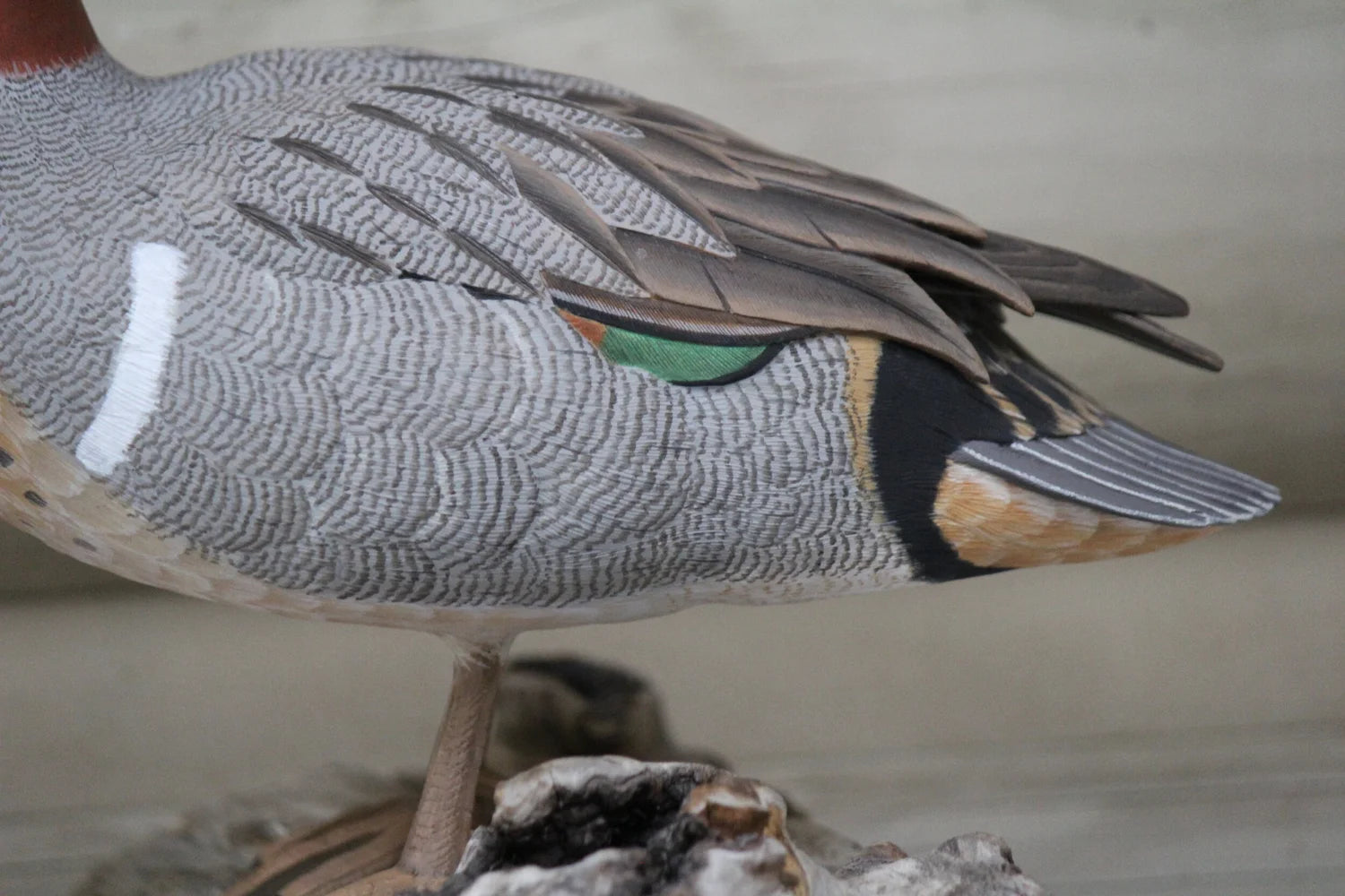 Green-winged Teal Drake