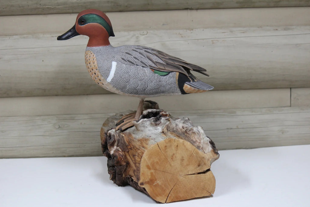 Green-winged Teal Drake